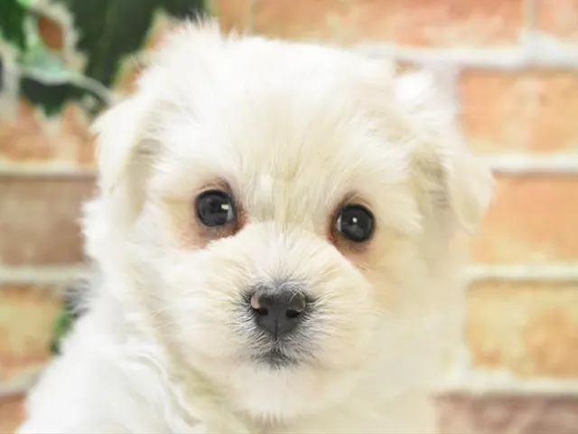 静岡県のハーフ犬・ミックス犬 (ペッツワン沼津店/2025年3月4日生まれ/女の子/ホワイト)の子犬